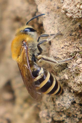 Réf. 330 813 : Colletes sp.